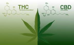 CBD contre THC