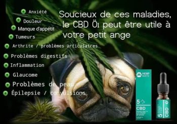 Le CBD (Cannabidiol), un anti-inflammatoire efficace pour les animaux